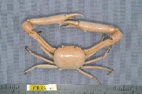 藏品(長手隆背蟹)的圖片